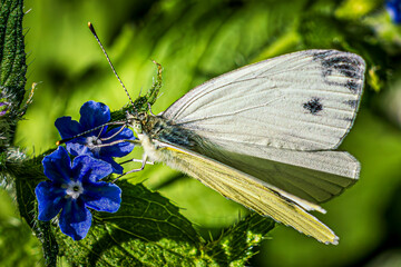butterfly on a flower