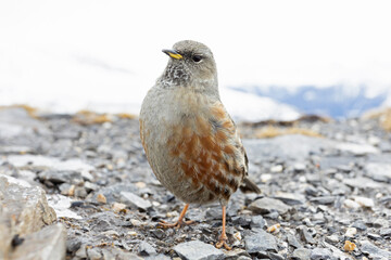 Alpine accentor (Prunella collaris) photographed with wide angle lens.