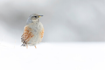 Alpine accentor (Prunella collaris) in snow.