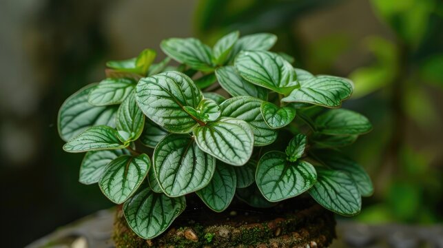 Peperomia pellucida commonly called Sirih cina or ketumpang air leaf is a small shrub typically reaching heights of 15 45 cm