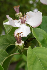 The revival of nature; close-up photo of quince flower; Cydonia Oblonga