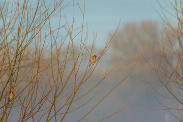 reeds on the bank of lake