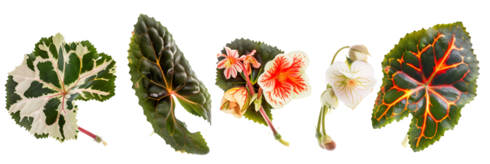 set of species of begonias, showcasing their varied leaf patterns and colorful blooms, isolated on transparent background