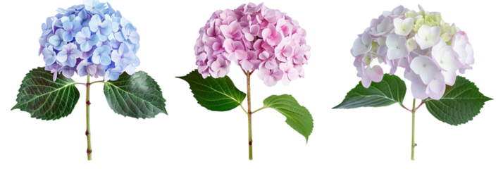 set of hydrangea clusters, each with distinct shades and leaf backdrops, isolated on transparent background