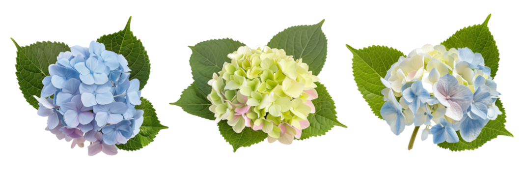 set of hydrangea clusters, each with distinct shades and leaf backdrops, isolated on transparent background