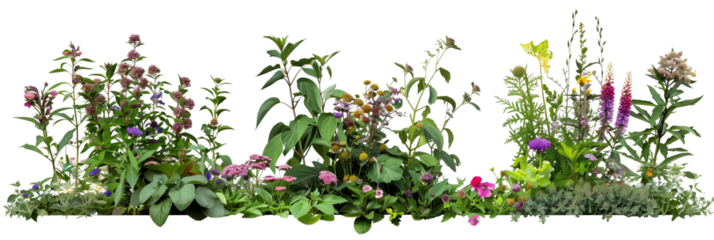 Herbaceous borders featuring a mix of perennials and biennials, each with coordinating flowers and leaves, isolated on transparent background