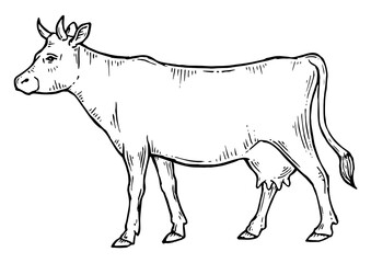 Cow rural farm animal sketch engraving PNG illustration. Scratch board style imitation. Black and white hand drawn image.