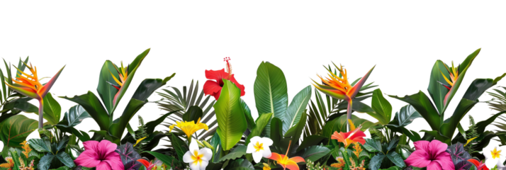 Tropical flower beds, vibrant with exotic blooms like hibiscus and bird of paradise, complemented by broad leaves, isolated on transparent background