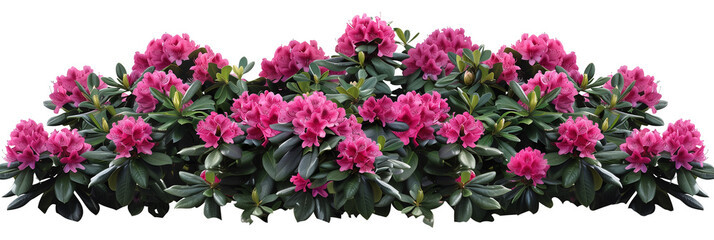 Rhododendron bush showcasing vibrant pink blooms against dark green foliage, a staple in ornamental gardens, isolated on transparent background