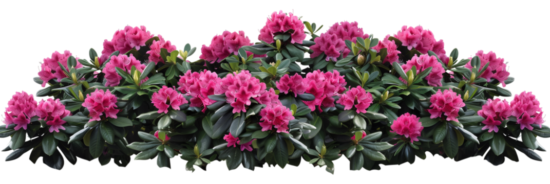 Rhododendron bush showcasing vibrant pink blooms against dark green foliage, a staple in ornamental gardens, isolated on transparent background