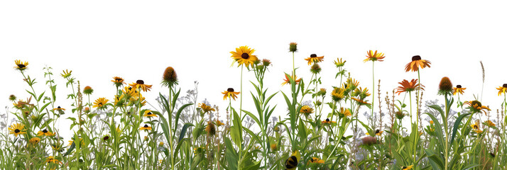 Native prairie bed mixed with grasses and wildflowers like coneflowers and black-eyed Susans, promoting biodiversity, isolated on transparent background