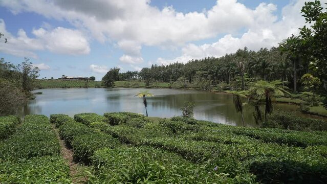 View of Bois Cheri Tea plantation, Savanna District, Mauritius, Indian Ocean, Africa