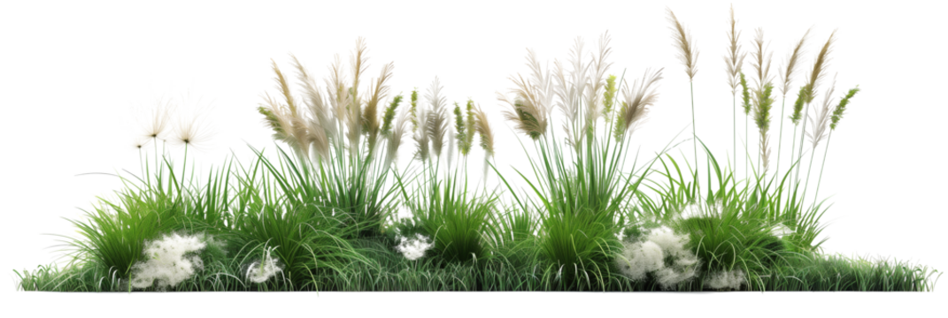 Ornamental grass bed designed for visual interest with species like pampas and fountain grass, adding texture and movement, isolated on transparent background