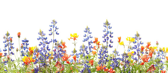 Field of bluebonnets and Indian paintbrush, a vibrant display of spring wildflowers in Texas, isolated on transparent background © PixeloAI