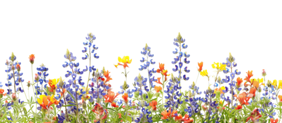 Field of bluebonnets and Indian paintbrush, a vibrant display of spring wildflowers in Texas, isolated on transparent background