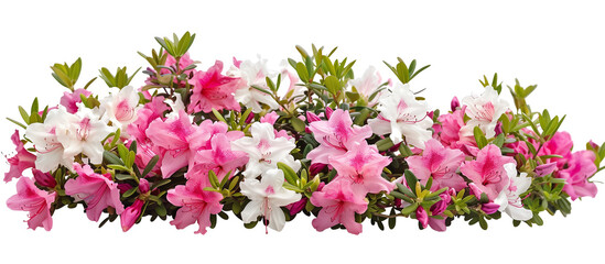Close-up of a vibrant azalea bush, full of pink and white blossoms, signaling the start of spring, isolated on transparent background