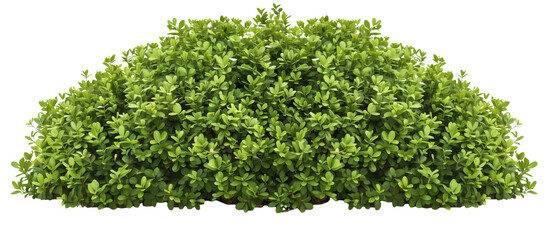 Detailed view of a boxwood bush, meticulously trimmed and shaped for classic garden design, isolated on transparent background