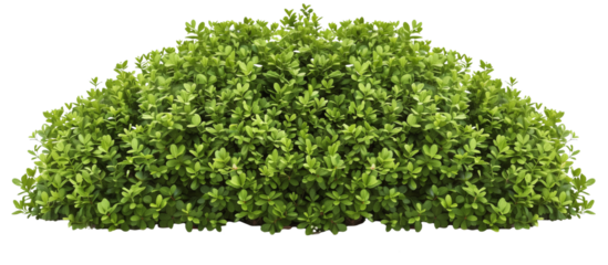 Detailed view of a boxwood bush, meticulously trimmed and shaped for classic garden design, isolated on transparent background