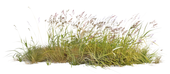 Mixed prairie grass bed featuring tall bluestem and switchgrass, ideal for natural landscaping and erosion control, isolated on transparent background
