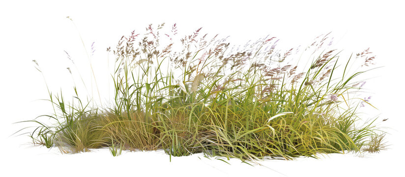 Mixed prairie grass bed featuring tall bluestem and switchgrass, ideal for natural landscaping and erosion control, isolated on transparent background