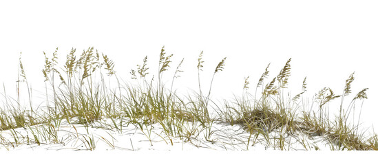 Area of sea oats grass along coastal dunes, playing a crucial role in sand dune stabilization and coastal protection, isolated on tansparent background