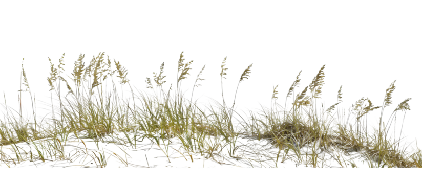 Area of sea oats grass along coastal dunes, playing a crucial role in sand dune stabilization and coastal protection, isolated on tansparent background
