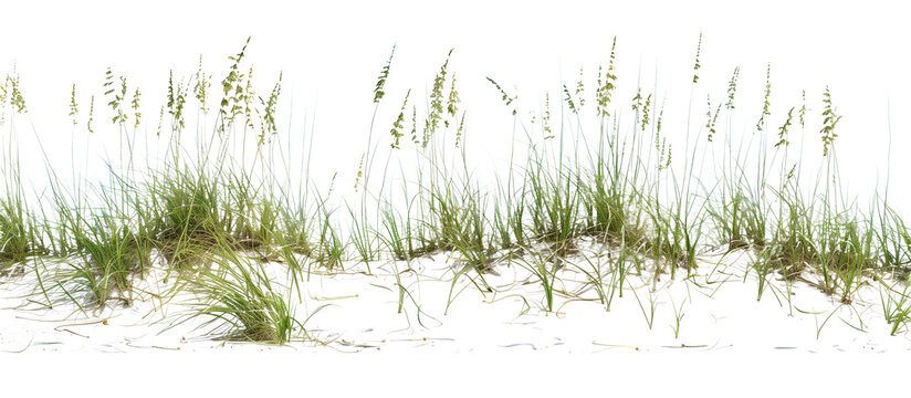 Area of sea oats grass along coastal dunes, playing a crucial role in sand dune stabilization and coastal protection, isolated on tansparent background
