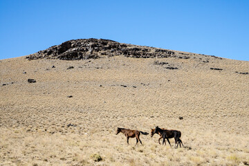 Nuratau Mountains, Uzbekistan, Central Asia: Three horses wander on a dry steppe slope under a beautiful blue sky, room for text