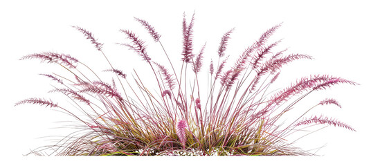 Display of purple moor grass, with its striking foliage and fluffy seed heads, perfect for adding texture and color to gardens, isolated on transparent background