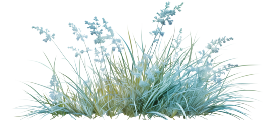 Cluster of blue fescue grass, known for its compact blue-gray tufts, adding a modern touch to rock gardens and borders, isolated on transparent background