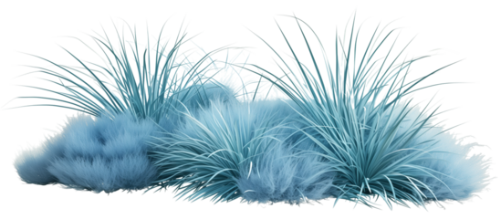 Cluster of blue fescue grass, known for its compact blue-gray tufts, adding a modern touch to rock gardens and borders, isolated on transparent background
