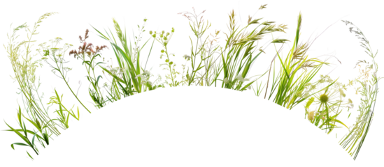 Circular arrangement of various meadow grasses, creating a focal point in a community green space, isolated on transparent background