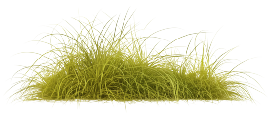 Patch of hair grass, delicate and fine, often used to add a soft texture to garden compositions, thriving in cool, moist conditions, isolated on transparent background