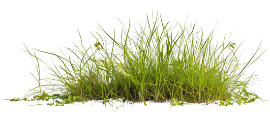 Growth of buffalo grass, a native prairie grass, known for its drought resistance and less frequent mowing needs, isolated on transparent background
