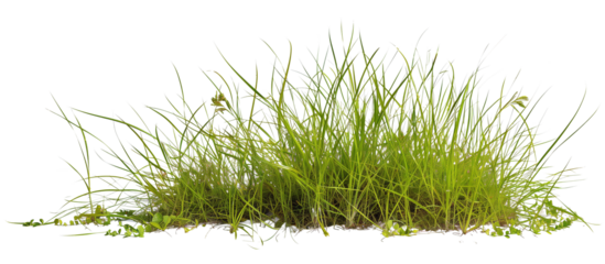 Growth of buffalo grass, a native prairie grass, known for its drought resistance and less frequent mowing needs, isolated on transparent background