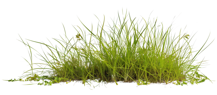 Growth of buffalo grass, a native prairie grass, known for its drought resistance and less frequent mowing needs, isolated on transparent background