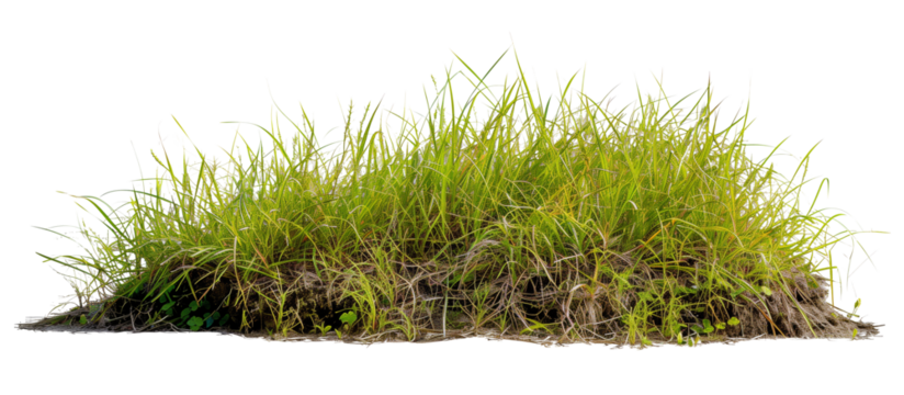 Growth of buffalo grass, a native prairie grass, known for its drought resistance and less frequent mowing needs, isolated on transparent background