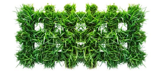 Checkerboard pattern of alternating variegated and solid green mondo grass, creating a living carpet effect, isolated on transparent background