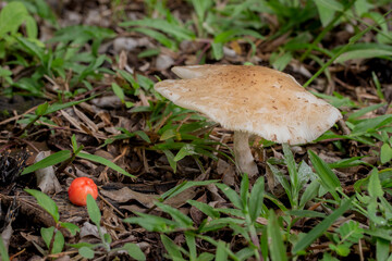 Brazilian Mushroom
This plant is very comon in brazilian savannah.