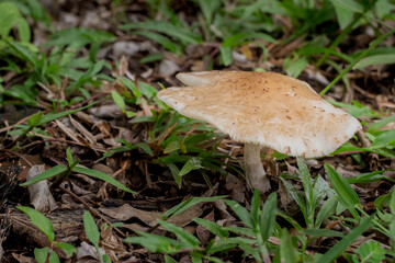 Brazilian Mushroom
This plant is very comon in brazilian savannah.
