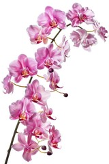 Close up of a pink flower on a stem, suitable for nature backgrounds