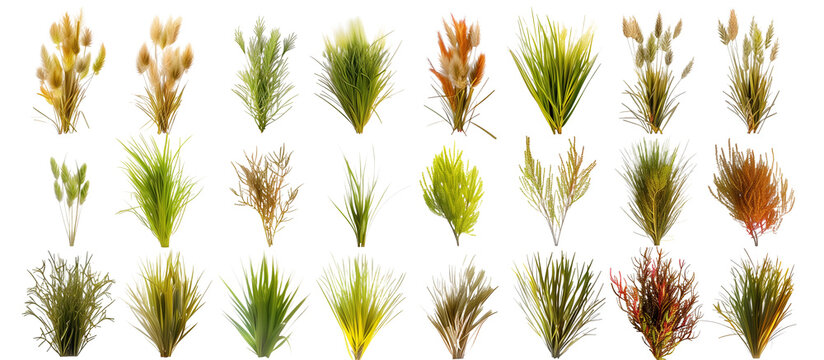 Matrix of sedges displaying various textures and colors, arranged in a geometric grid pattern for a botanical exhibit, isolated on transparent background