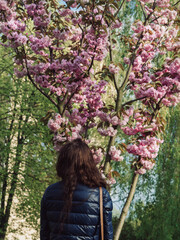 Vertical point of view shot of a woman admiring Sakura tree in bloom against the lush green...