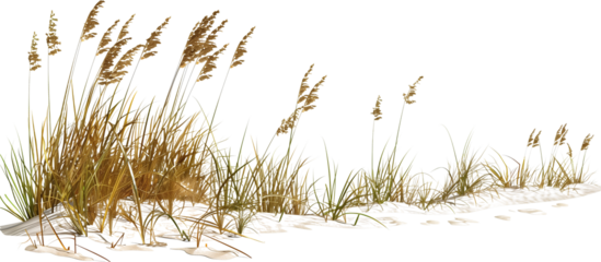 Wave-like design of sea oats and beach grass along a coastal restoration project, aiming to prevent erosion, isolated on transparent background