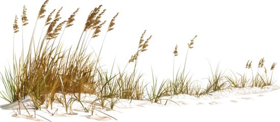 Papier peint photo Herbes des dunes Wave-like design of sea oats and beach grass along a coastal restoration project, aiming to prevent erosion, isolated on transparent background  © SRITE KHATUN