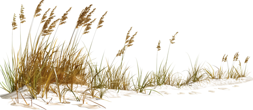 Wave-like design of sea oats and beach grass along a coastal restoration project, aiming to prevent erosion, isolated on transparent background