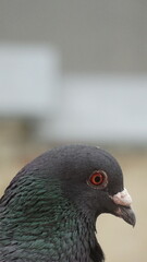 pigeonы
