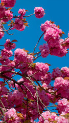 Alley of pink cherry blossoms Bielefeld, Germany April 20, 2023