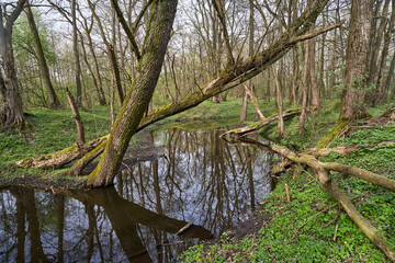 winding small river in deciduous forest in spring