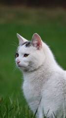 cat © Talgat
